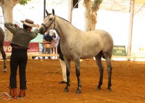 NOSTALGIA ARENAS, DE Y. LAS ARENAS, SUBCAMPEONA JOVEN DEL CONCURSO. PRESENTA JOSE FCO. RUIZ